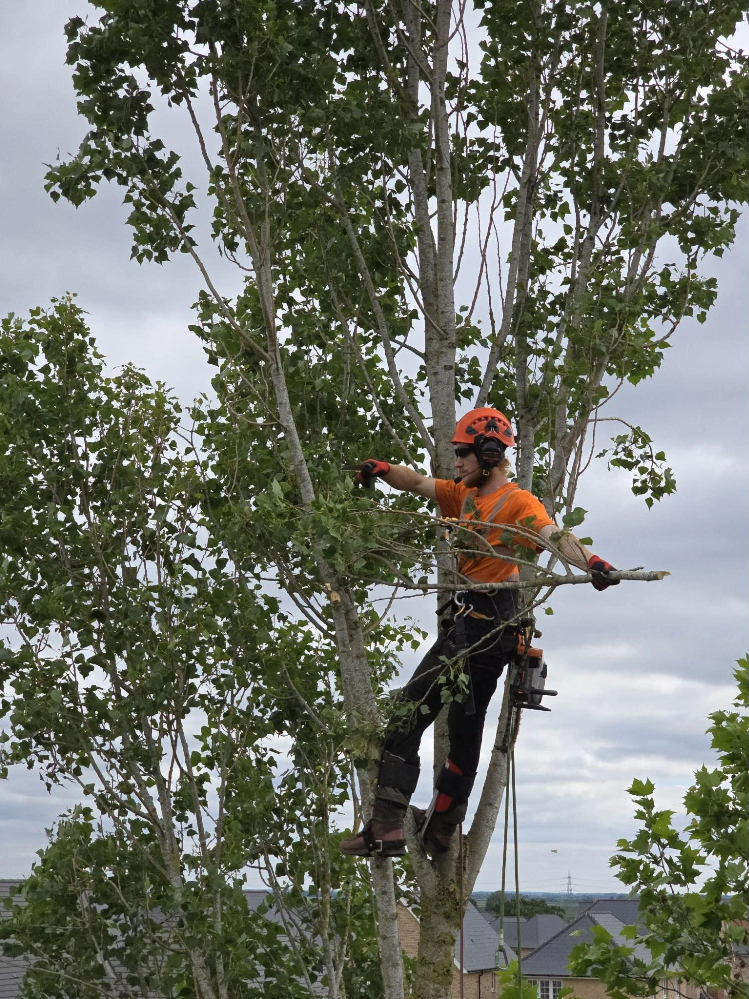 Arborist On Ropes Performing Crown Reduction Shenfield
